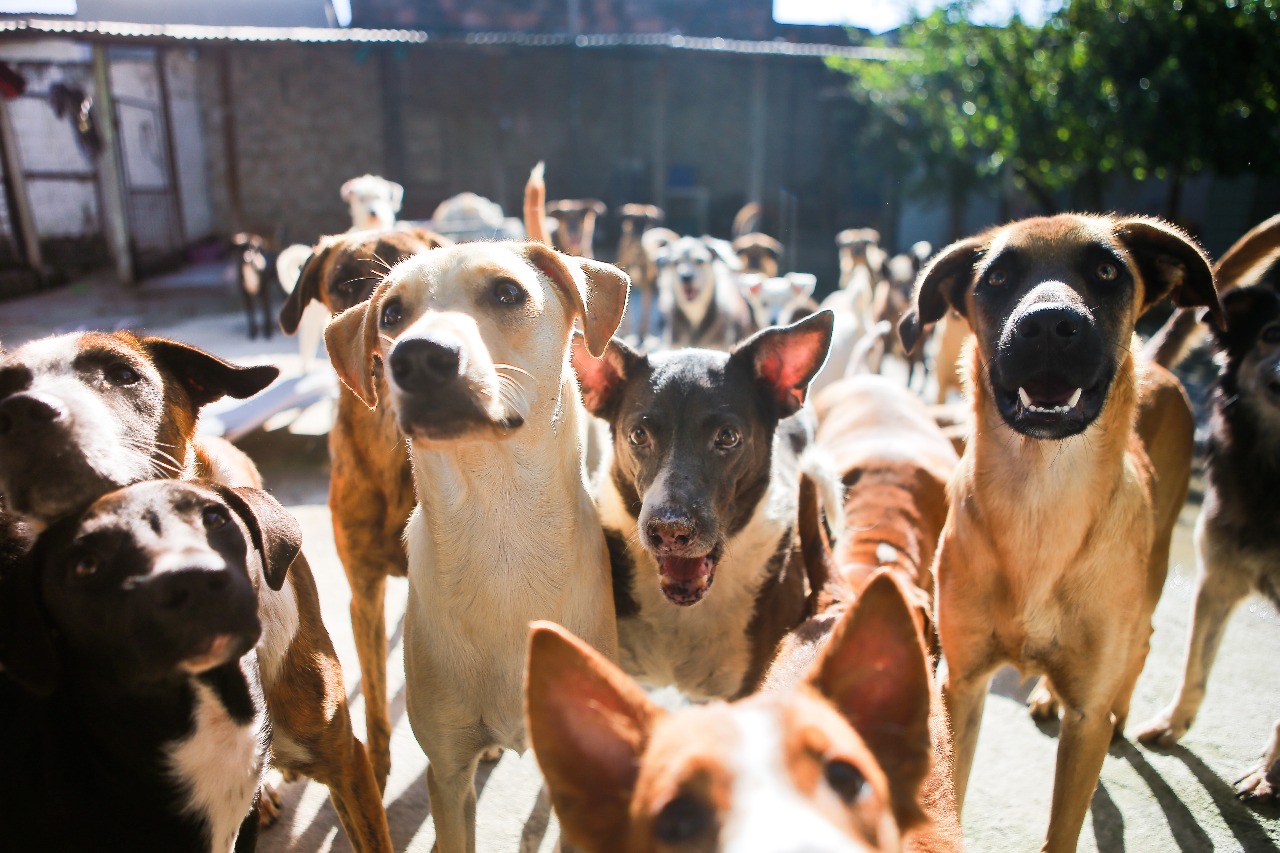 Dezenas de cães acolhidos no abrigo