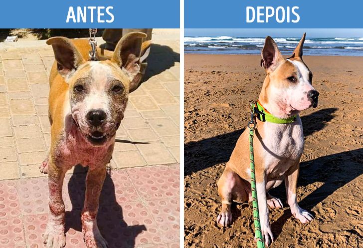 Cão com doença de pele antes e depois da recuperação