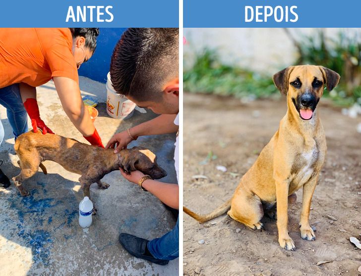 Filhote sendo tratado e depois saudável
