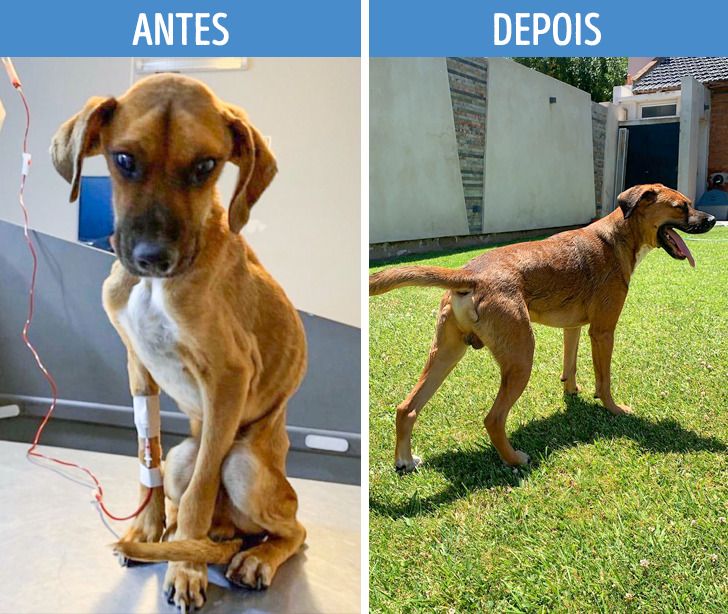Cão internado antes e depois, brincando no gramado
