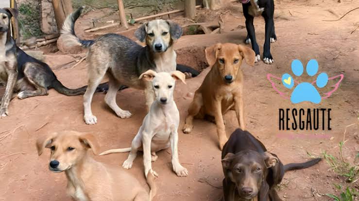 Cães resgatados pelo Abrigo Resgaute